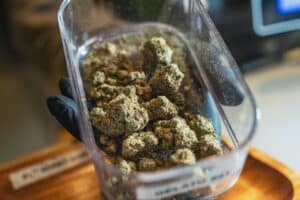 Marijuana or Cannabis flower buds in box of seller hand in Coffeeshop, close up.