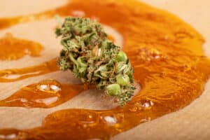 marijuana bud and strong extract of gold cannabis wax with high thc close up.